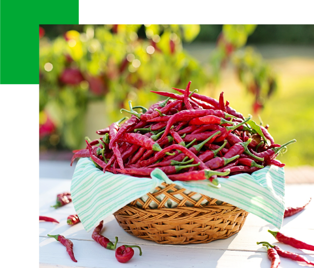 chiles-roberto-santibanez chiles-roberto-santibanez